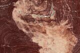 Polished, Neoproterozoic Stromatolite (Conophyton) - Morocco #350932-1